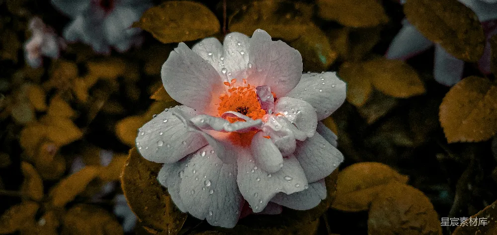 高清摄影  一朵带有水珠的白色和橙色的花。