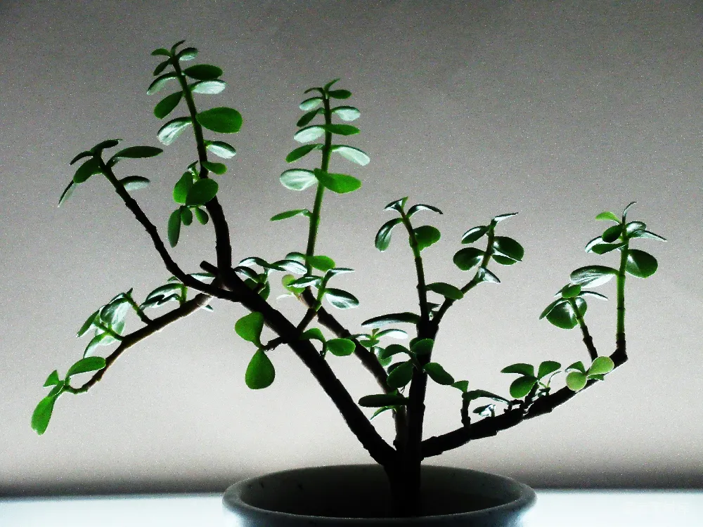 一盆植物