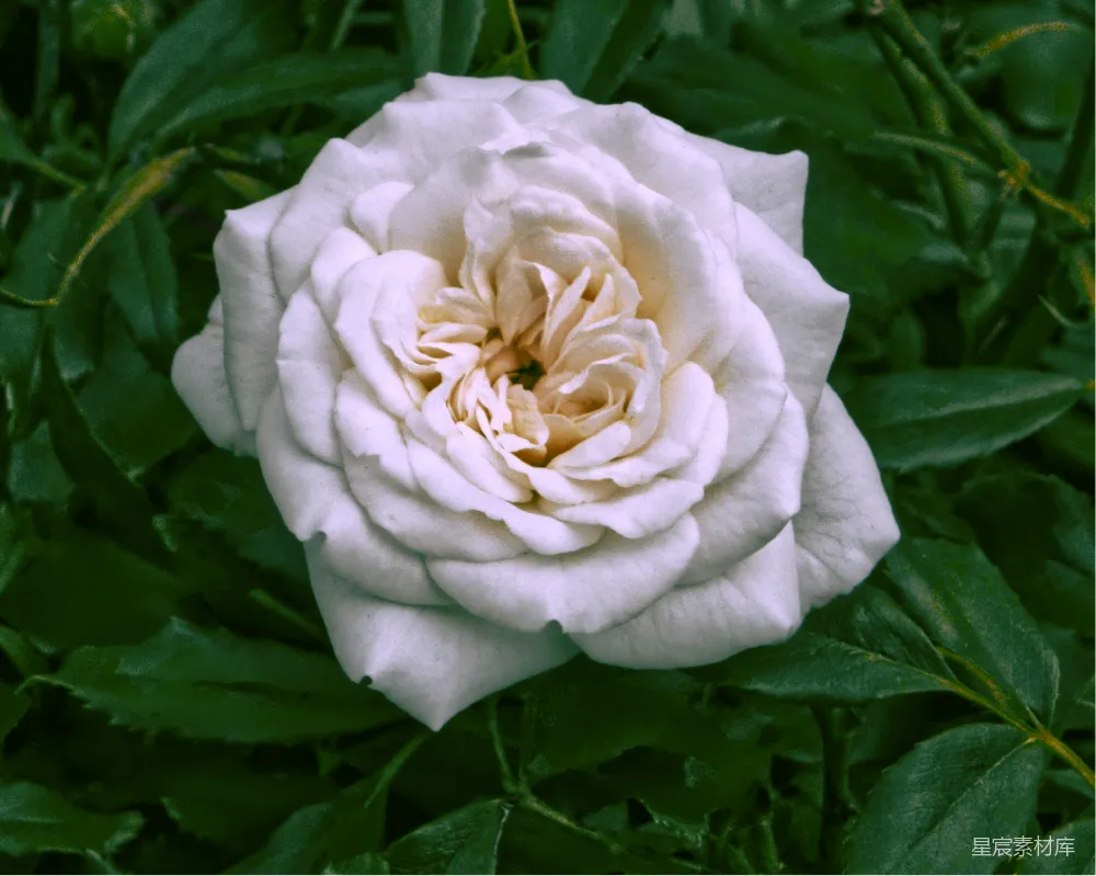 背景中一朵绿色叶子的白花