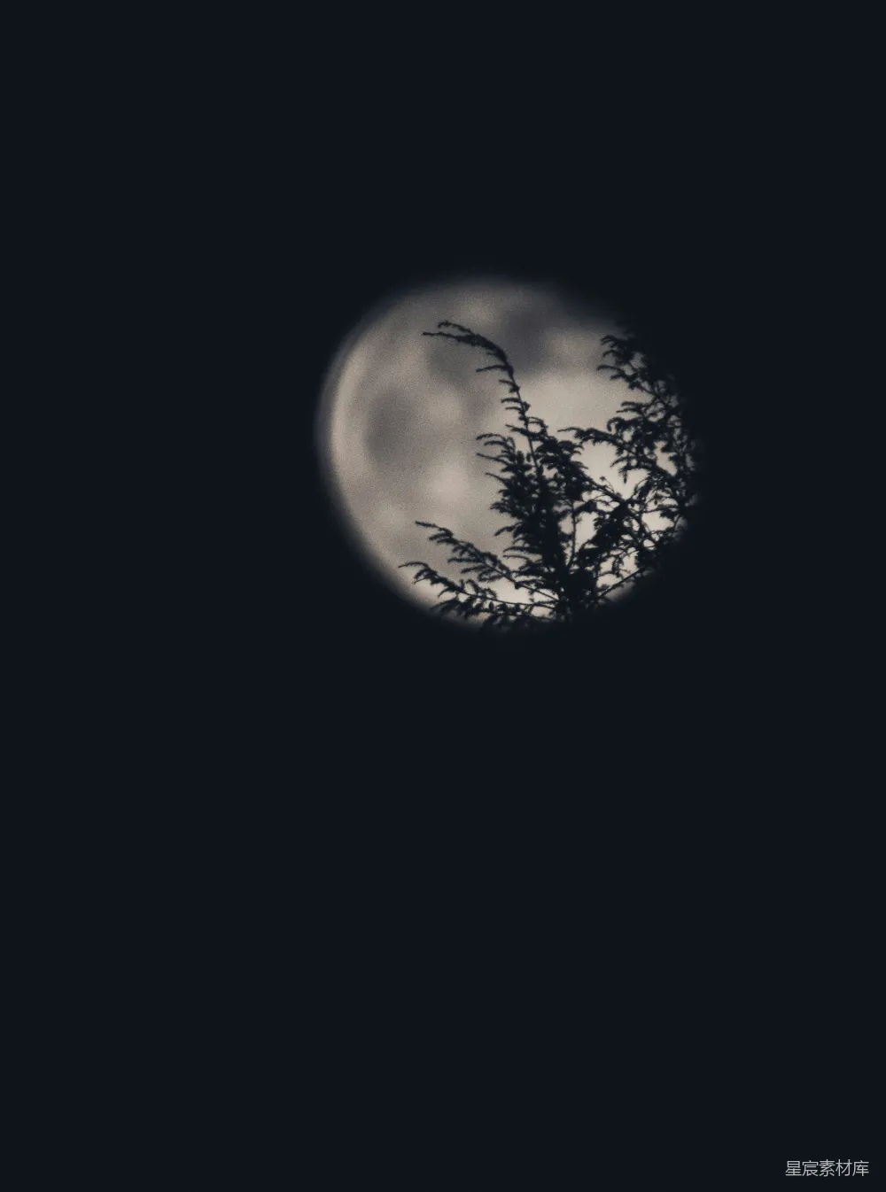 树影下的月亮轮廓
