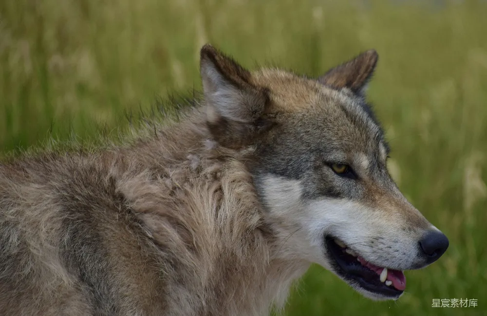 张口的狼