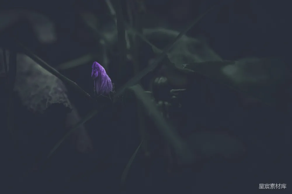 紫花植物上一朵紫花