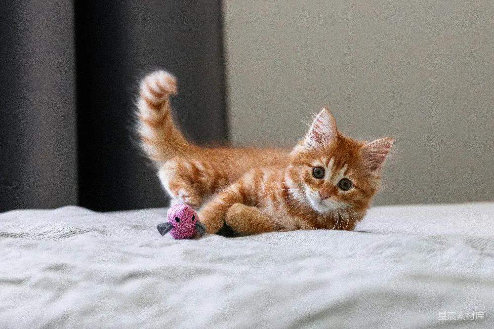 高清摄影  一只小猫在床上玩玩具