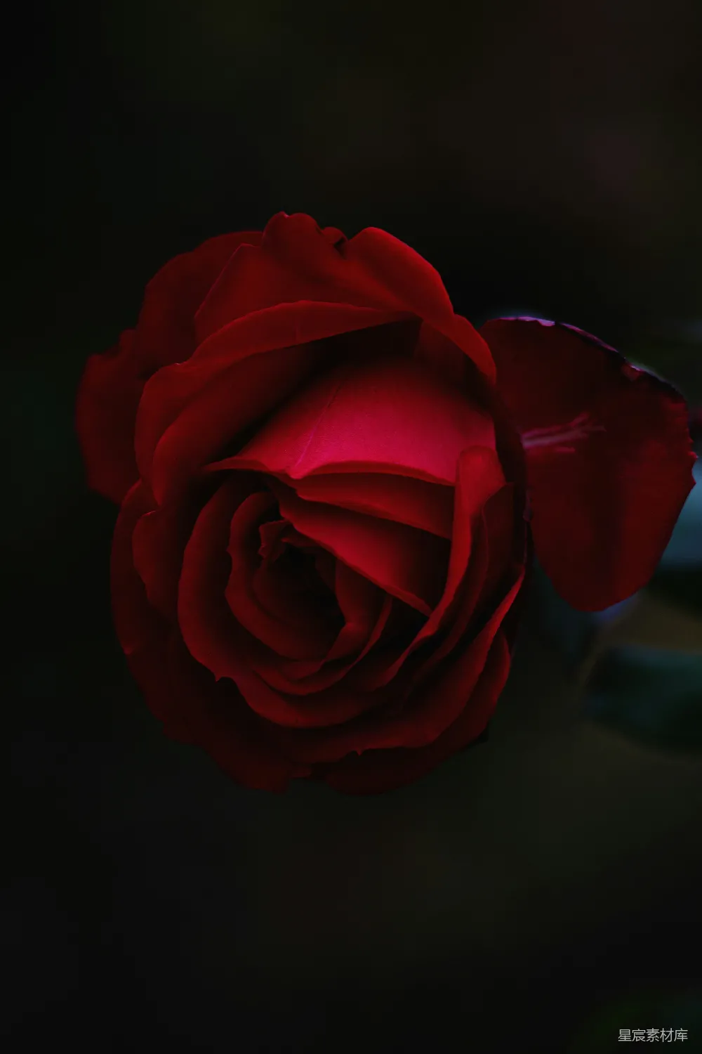 高清摄影  红玫瑰花