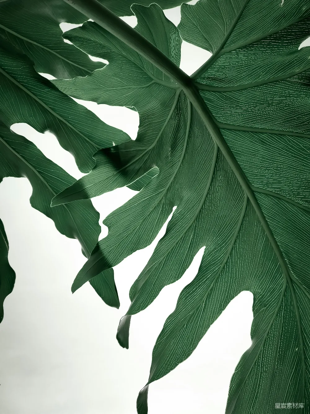 高清摄影 自然 壁纸 在近景摄影中拍摄的绿色叶子植物