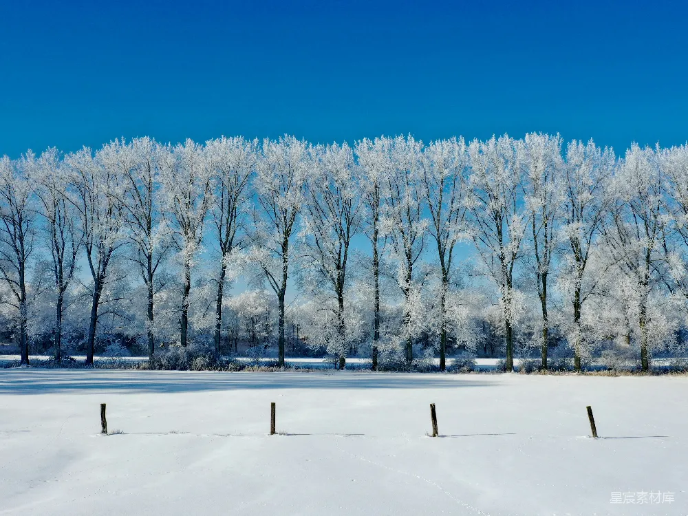 白天树木覆雪