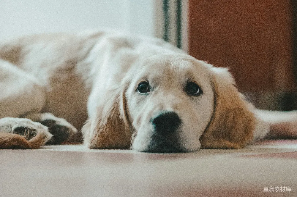 高清摄影  金毛猎犬趴在地板上