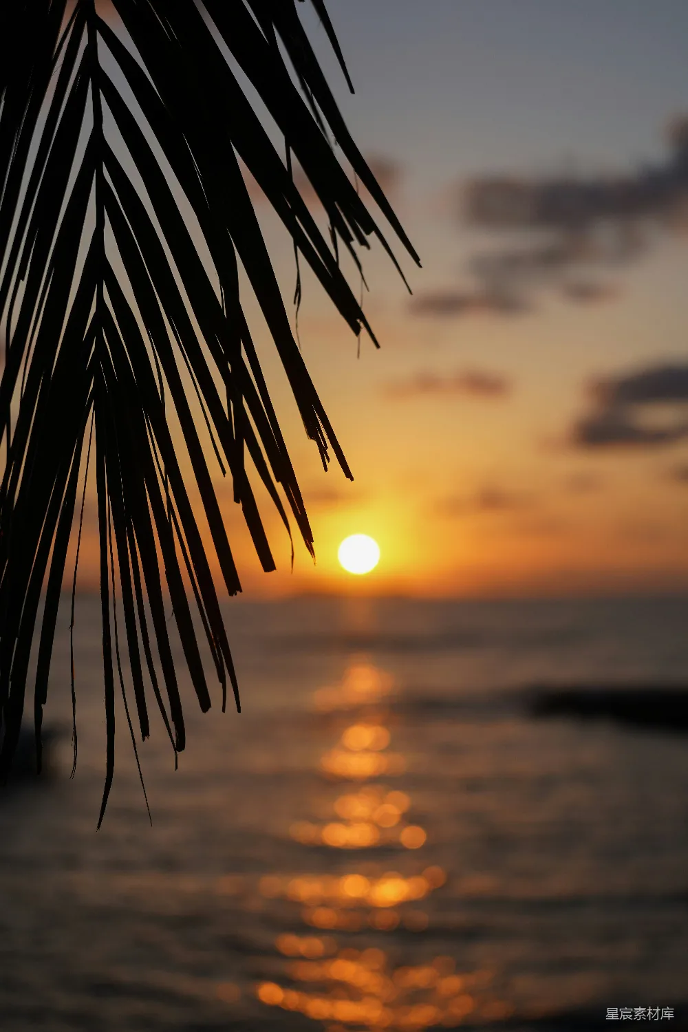 夕阳落在棕榈树后