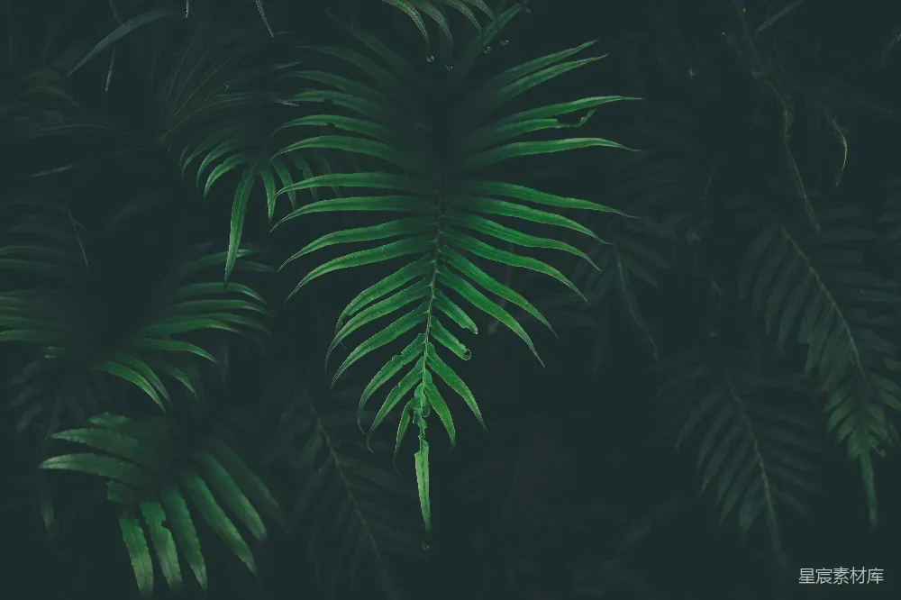 高清摄影  黑背景下的绿叶植物
