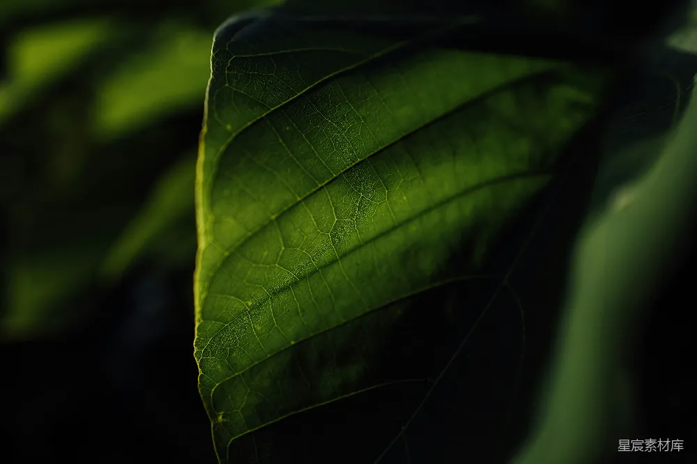 绿色叶片的特写摄影
