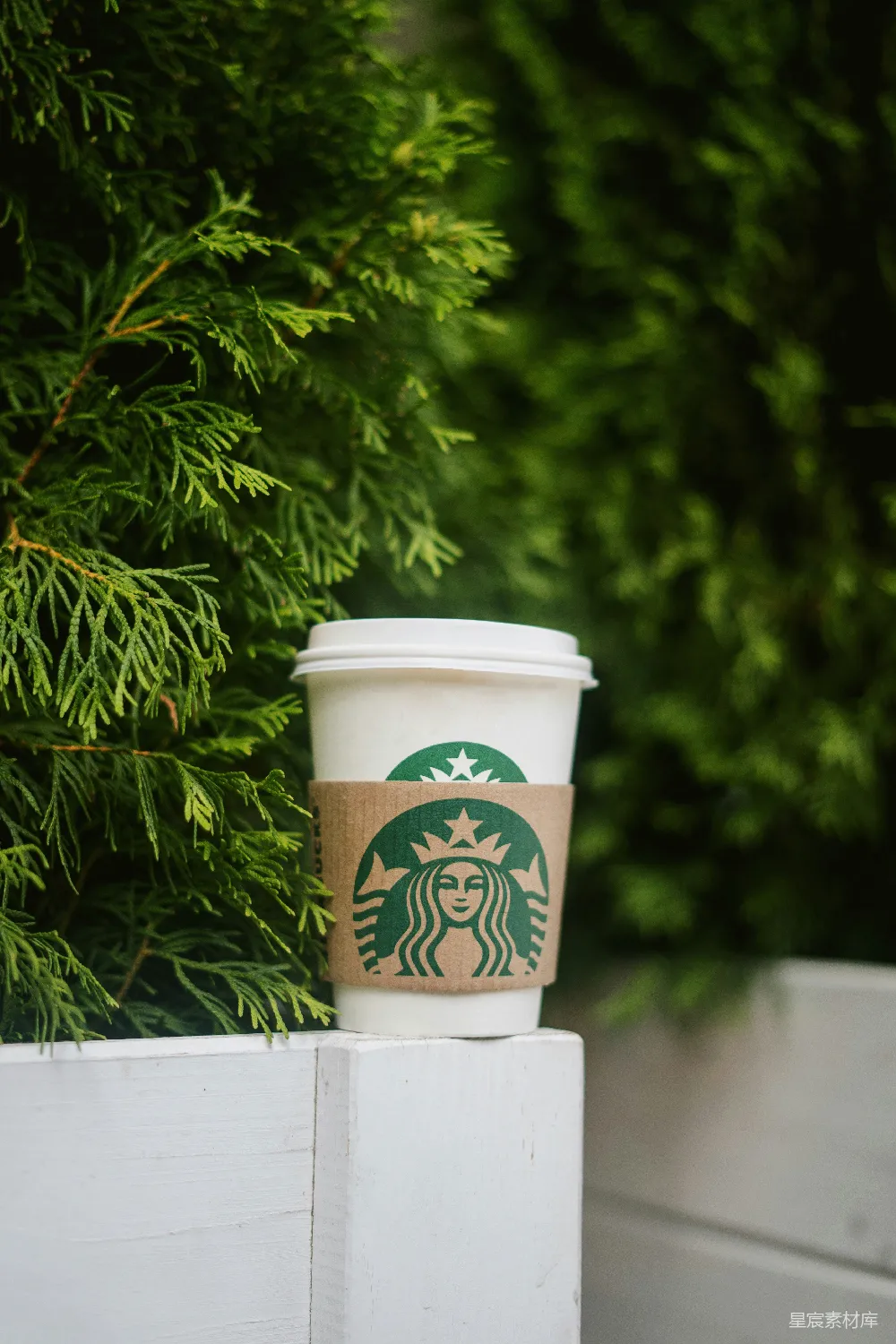 一只带绿叶的白色杯子