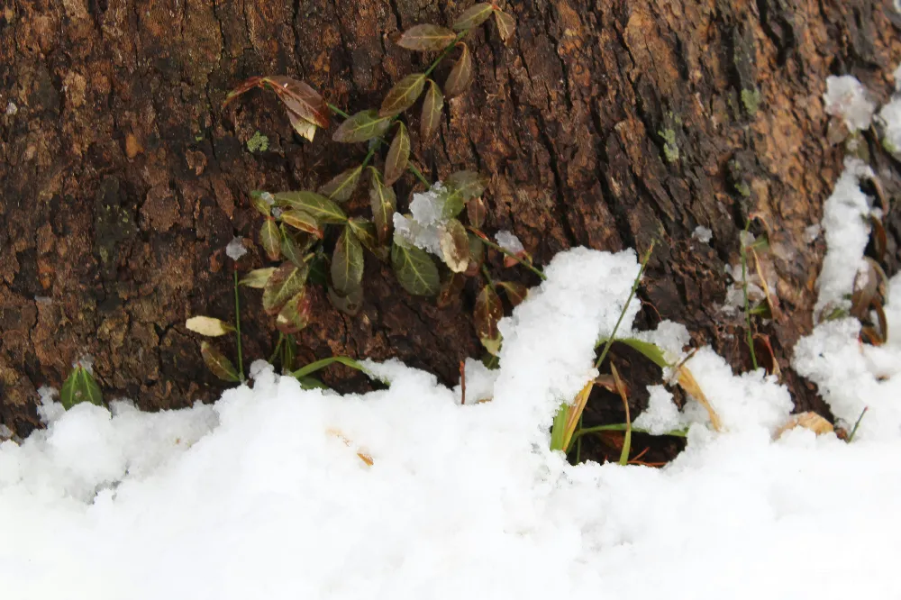 树干上近景的雪
