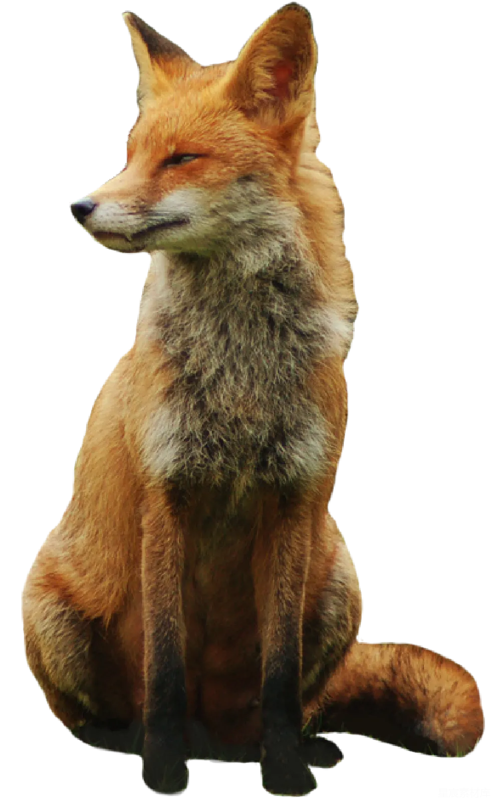 元素素材 狐狸