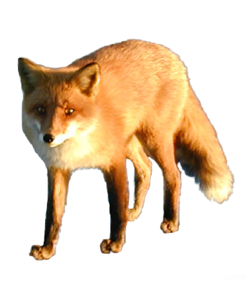 元素素材 狐狸