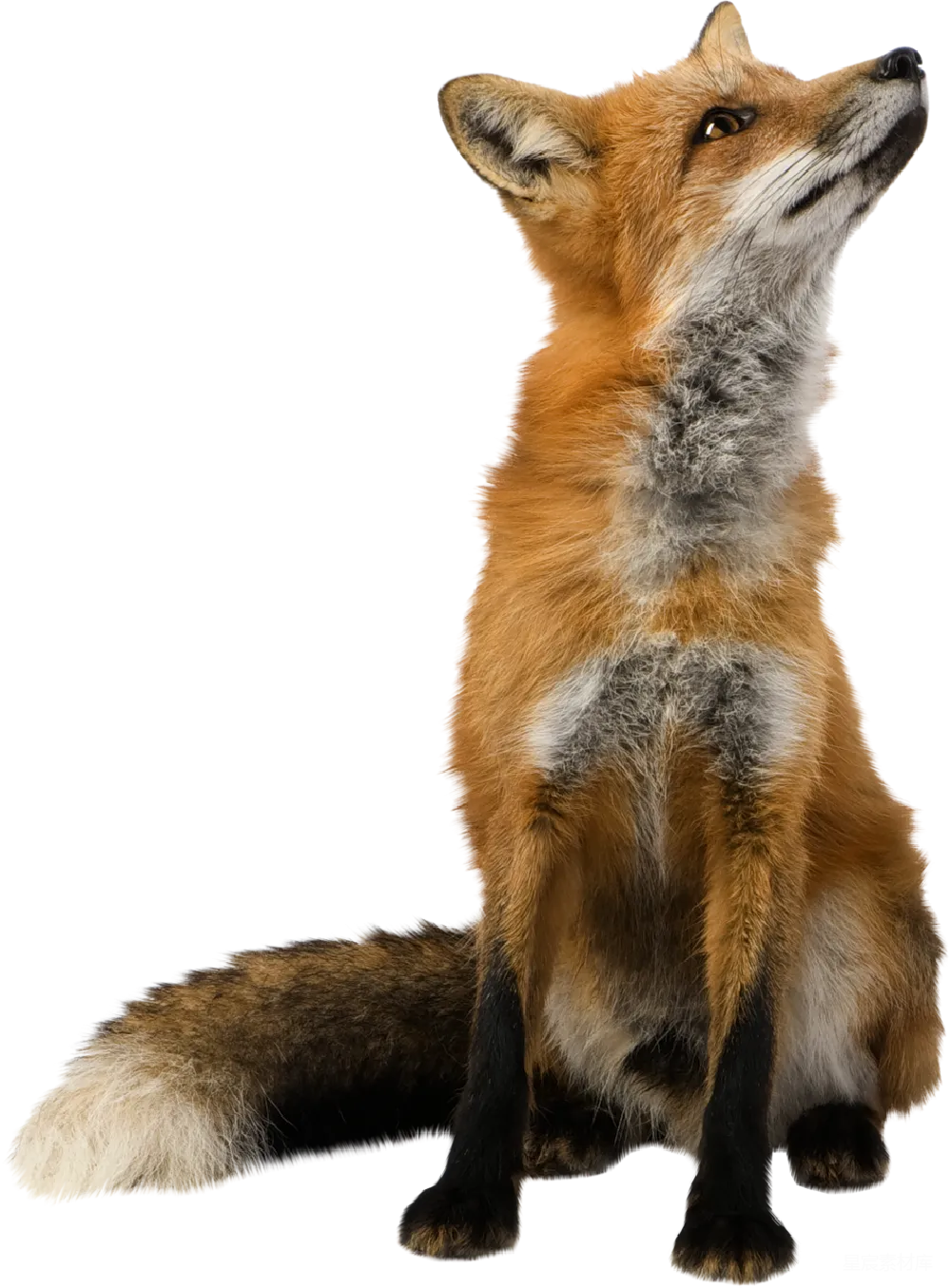 元素素材 狐狸