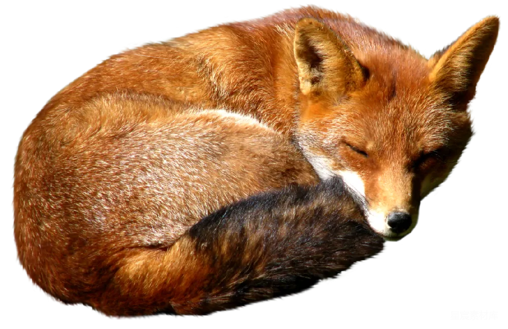 元素素材 狐狸
