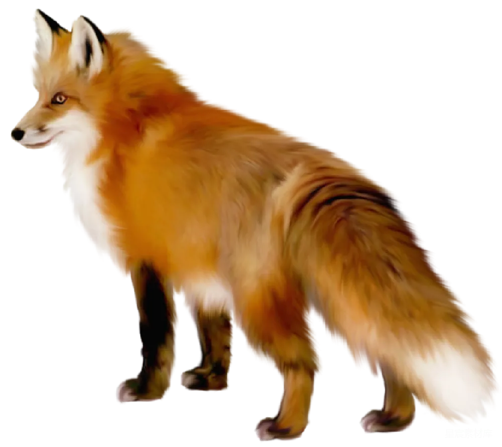 元素素材 狐狸