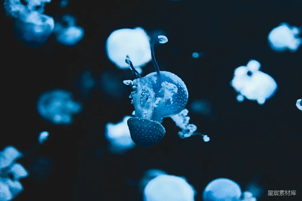 高清摄影  蓝白相间的水母在水中