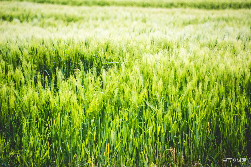 白天的绿草 fields
