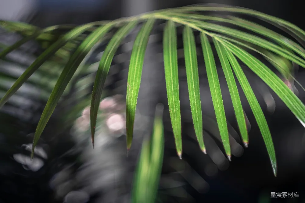 绿色莱法德植物