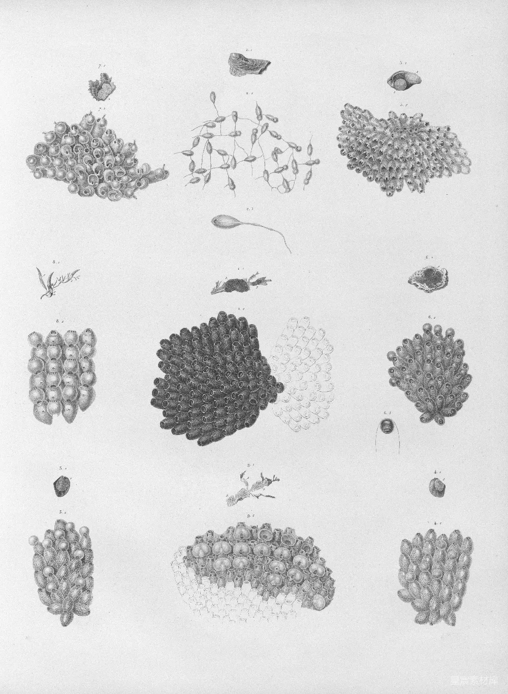 高清摄影  微观生物的科学插图集。