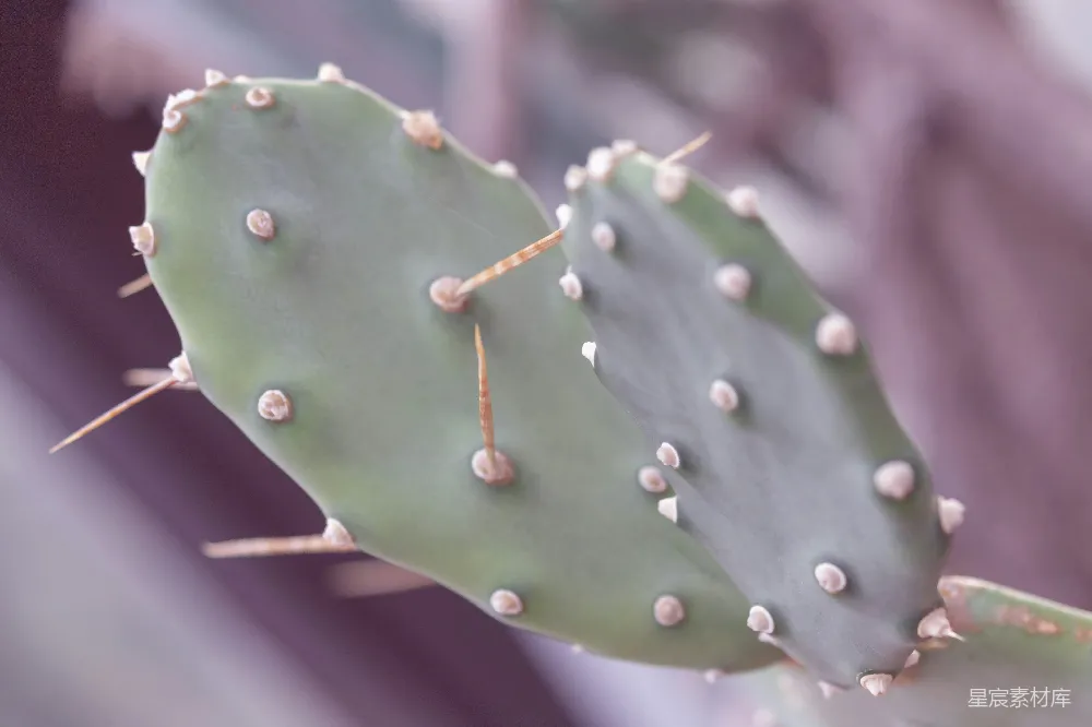 绿色仙人掌的特写摄影照片