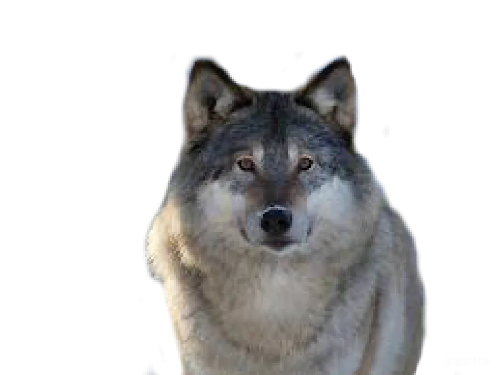 元素素材 元素 狼