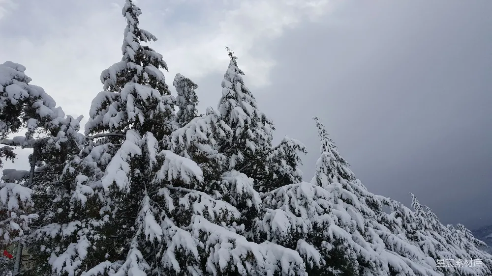 一群覆盖着白雪的树木在阴云密布的日子里