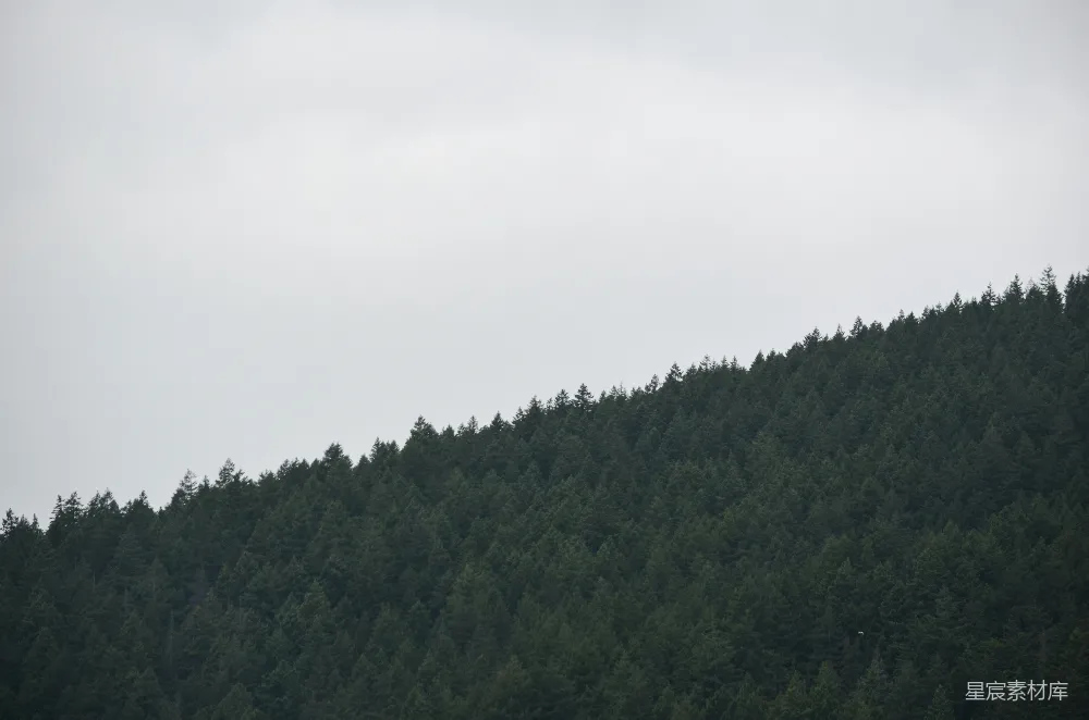 一片密林覆盖在云雾缭绕的山坡上。