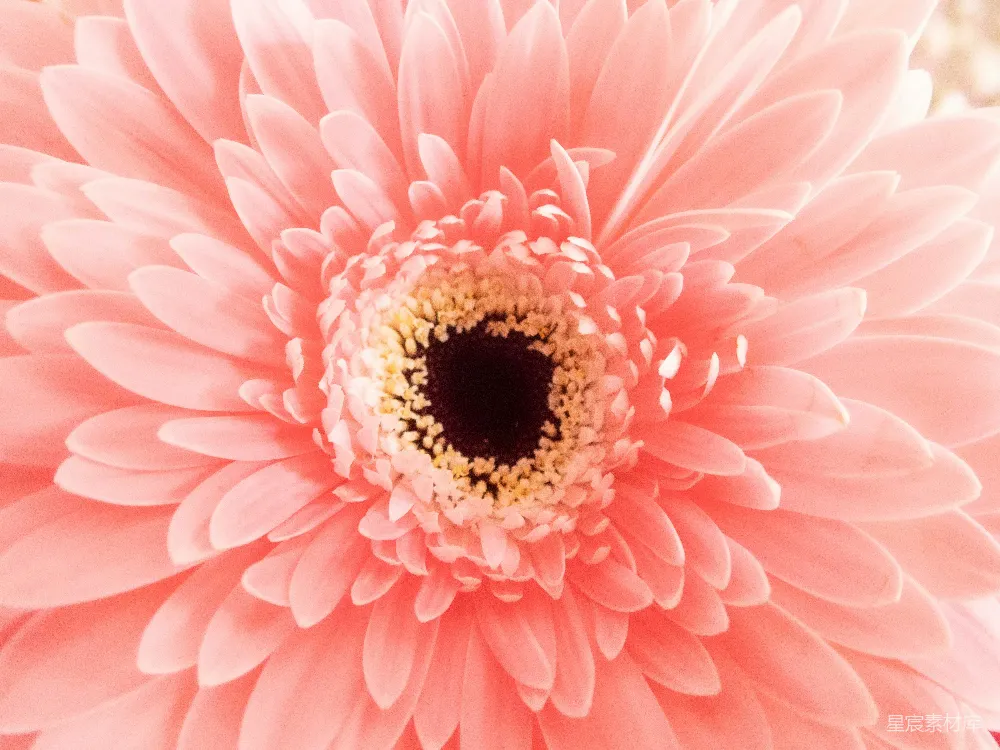 一朵大而粉红中心带黑点的花朵