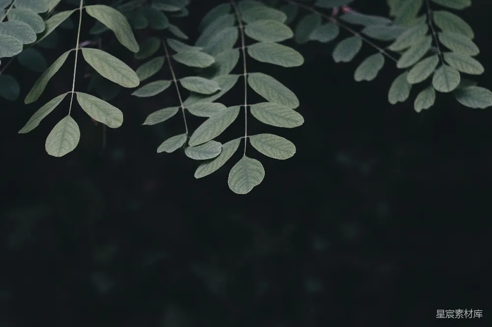 高清摄影  绿色的植物特写镜头