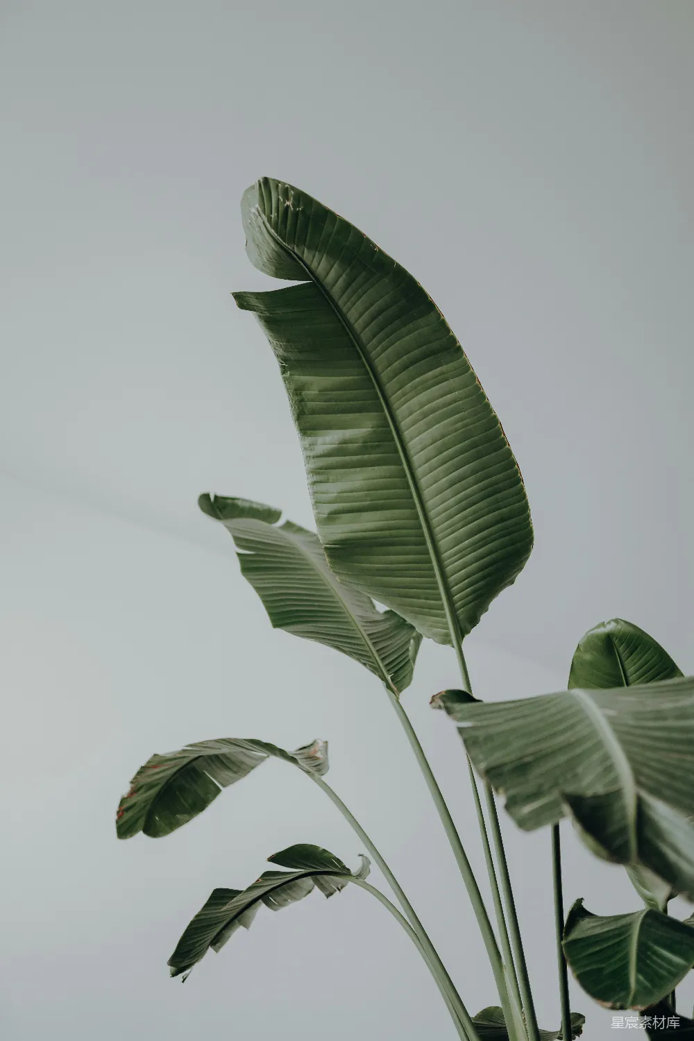 高清摄影  白天的绿叶植物