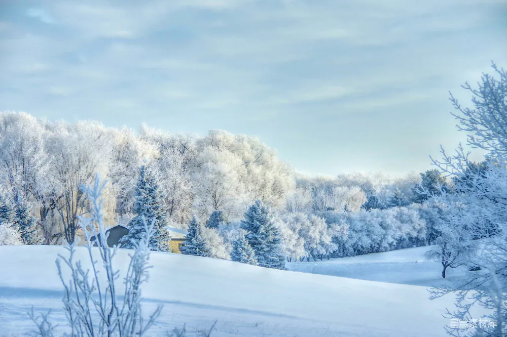 背景为树丛的雪覆盖田野