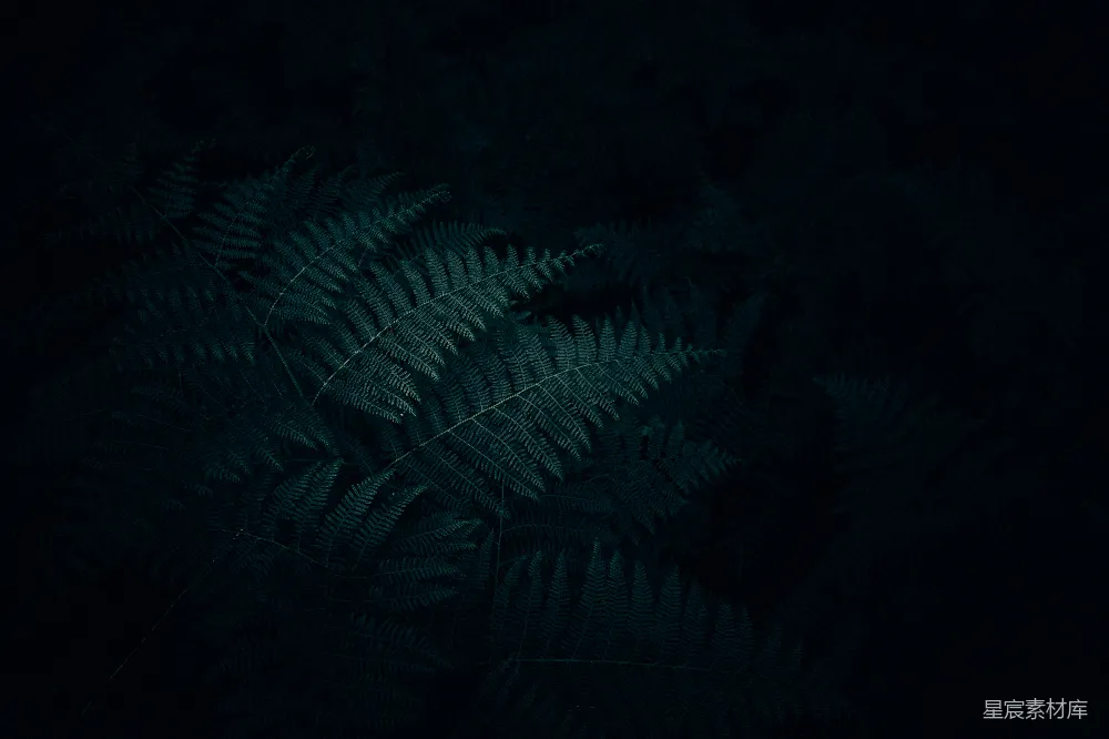 高清摄影  绿色蕨类植物