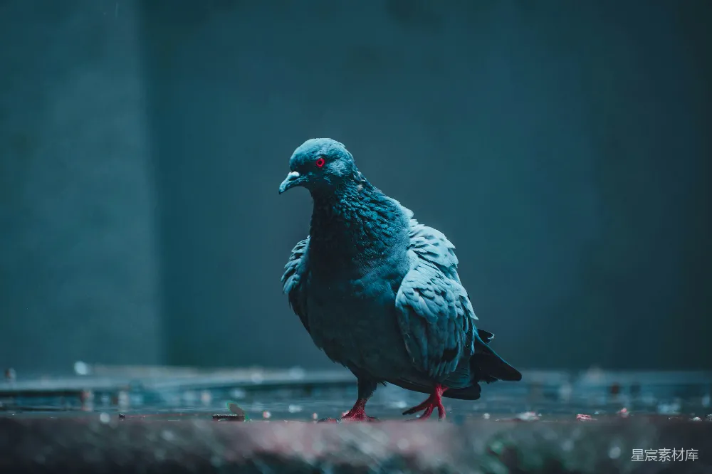 红底上的蓝鸟和黑鸟