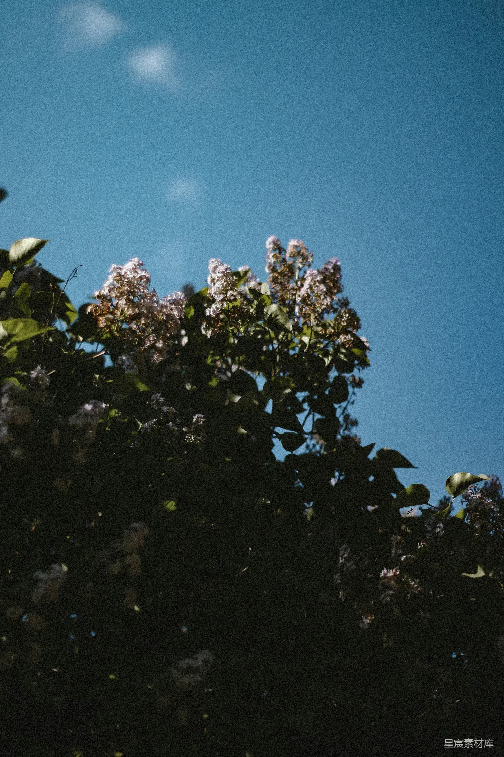 foreground 紫色花朵的树木 和 蓝天 的背景