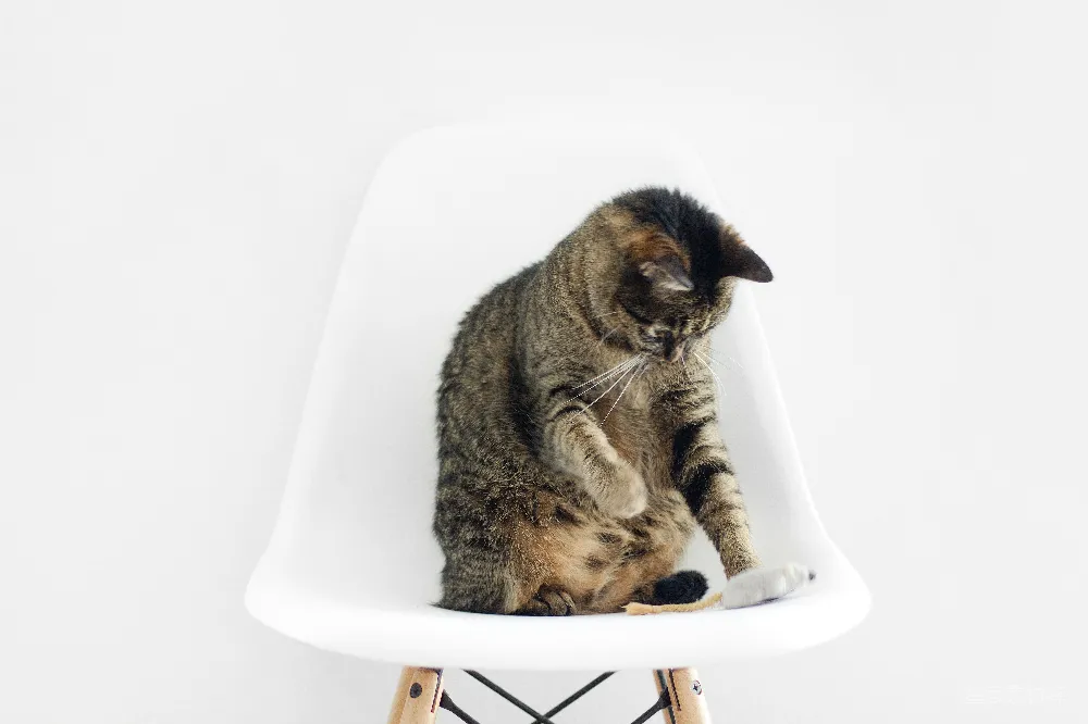高清摄影  棕色虎斑猫坐在吧台凳子上