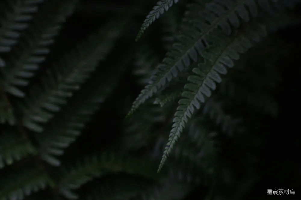 高清摄影  绿色蕨类植物的特写摄影