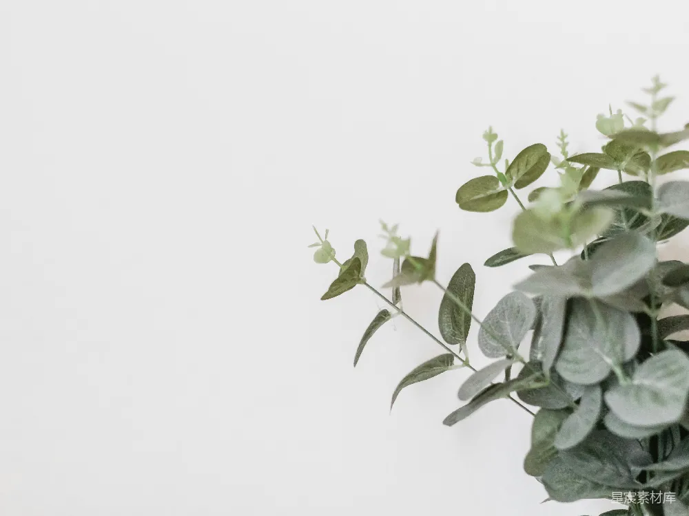 高清摄影  绿叶植物