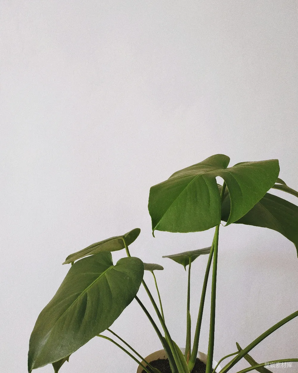 高清摄影  绿叶植物