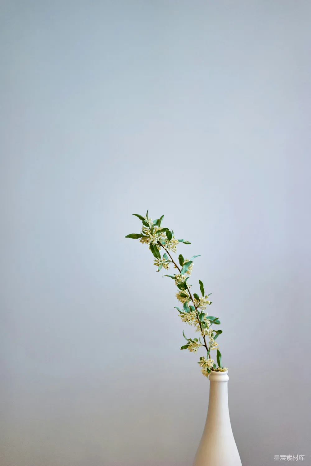 高清摄影  白瓶中的黄绿花瓣花