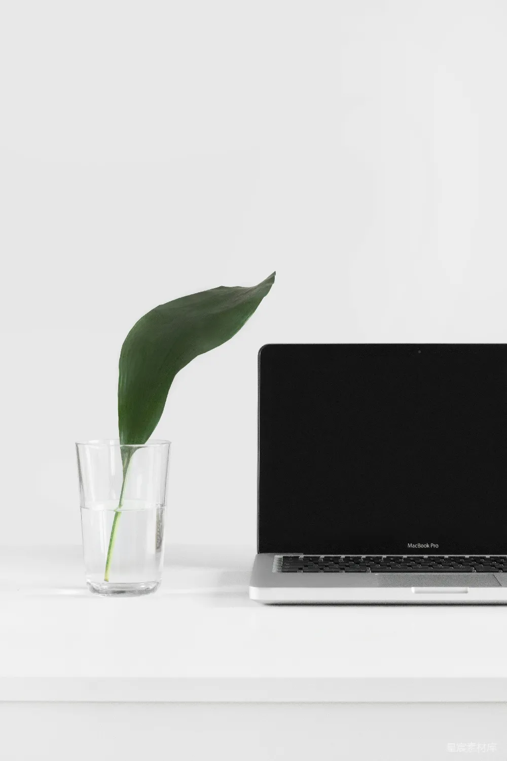 高清摄影  MacBook Pro旁边有一株植物，植物被装在花瓶里。