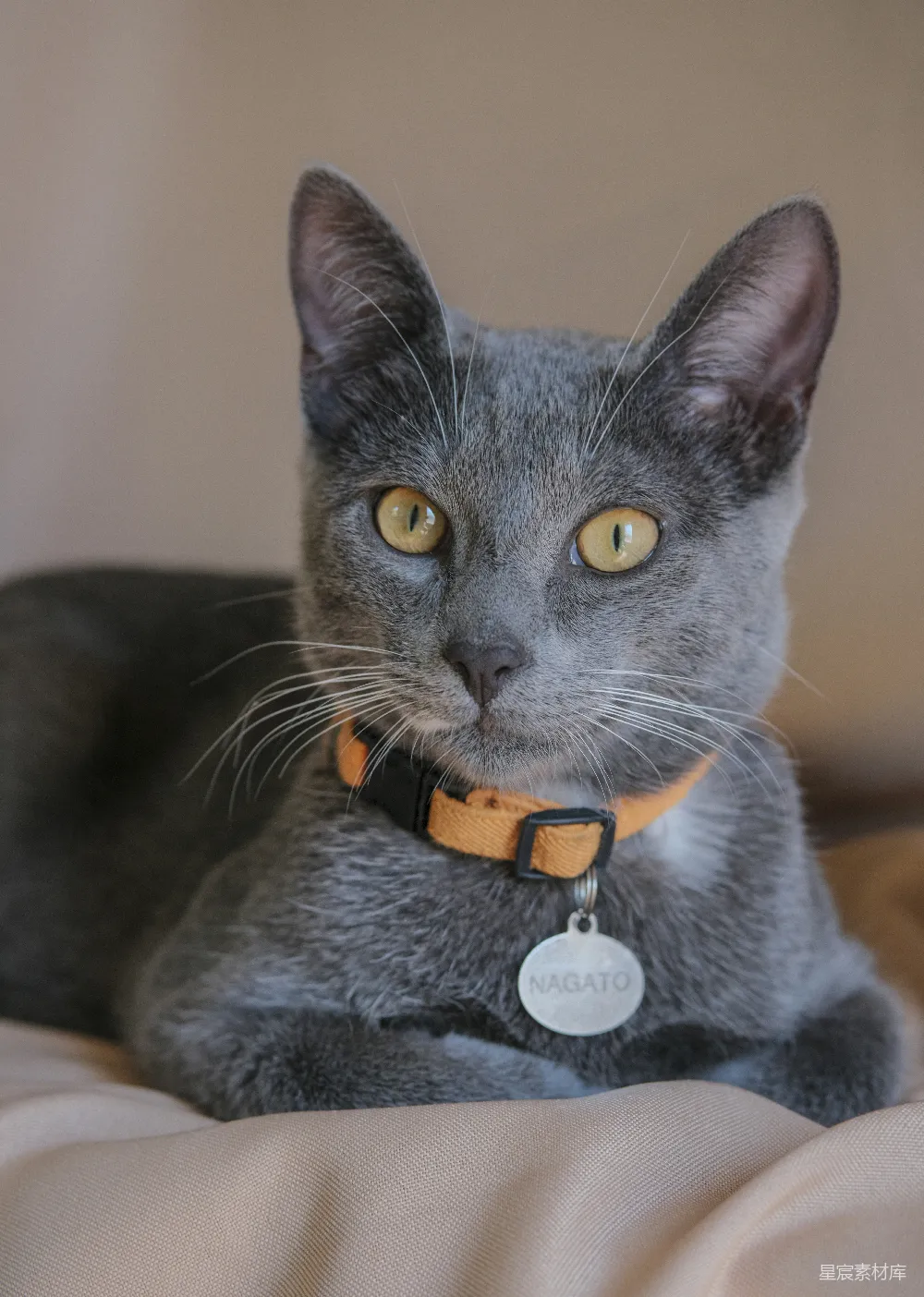 一只灰色的猫，眼睛是黄色的，戴着一个橙色项圈。
