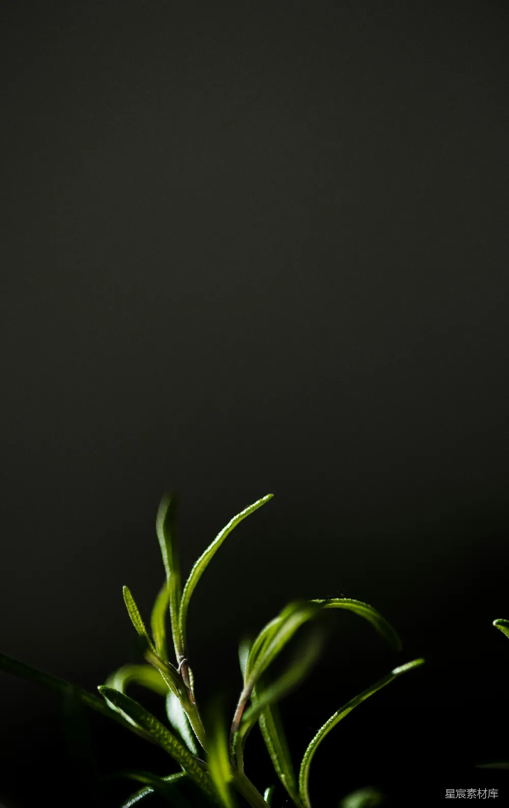 高清摄影  一株绿叶植物在黑色背景上