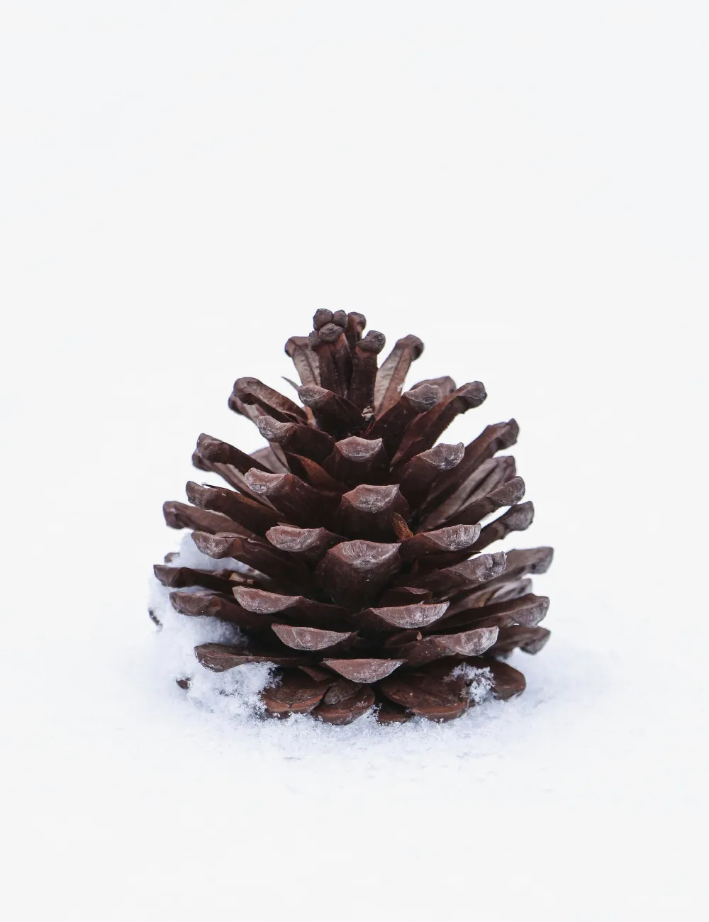 高清摄影  一个松果坐在覆盖着雪的地面之上。