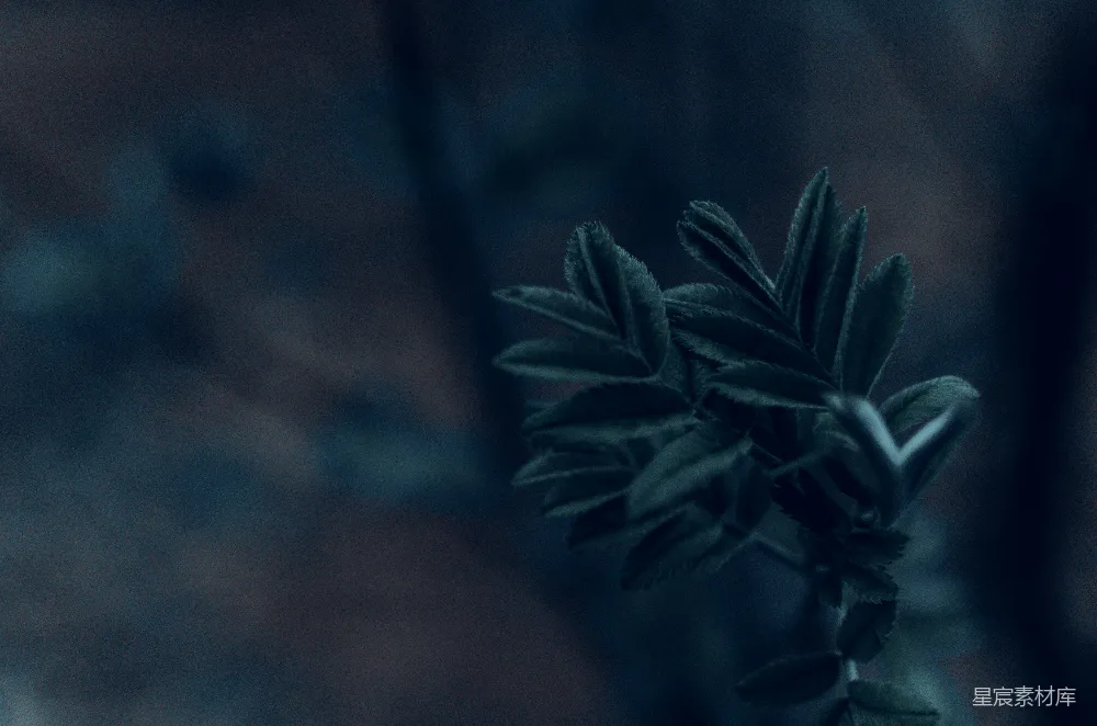 高清摄影 自然 一张植物的特写照片