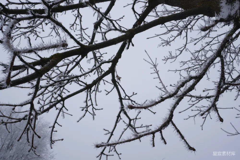 树的枝条被雪覆盖了