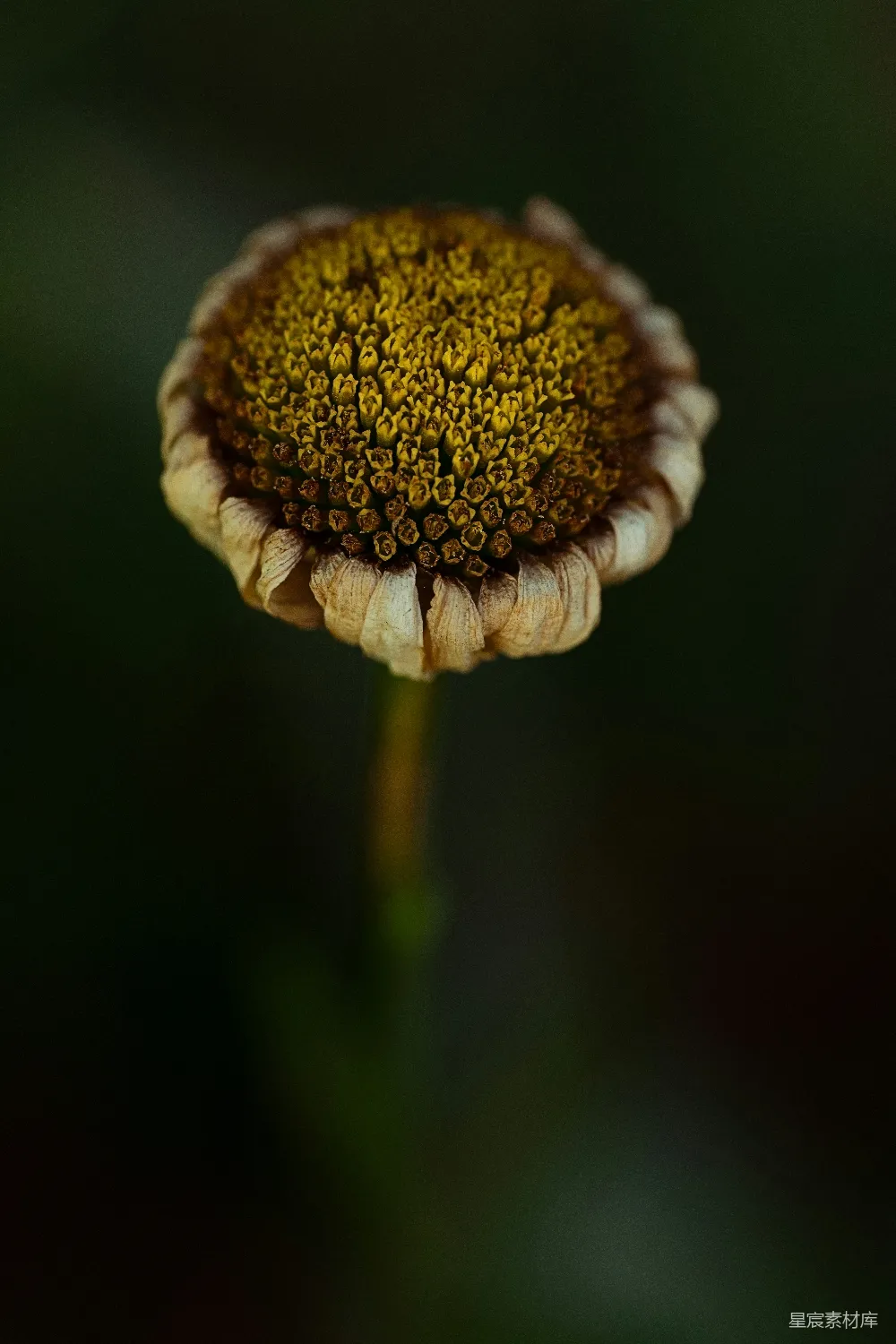 凋零的花朵显露其细节。