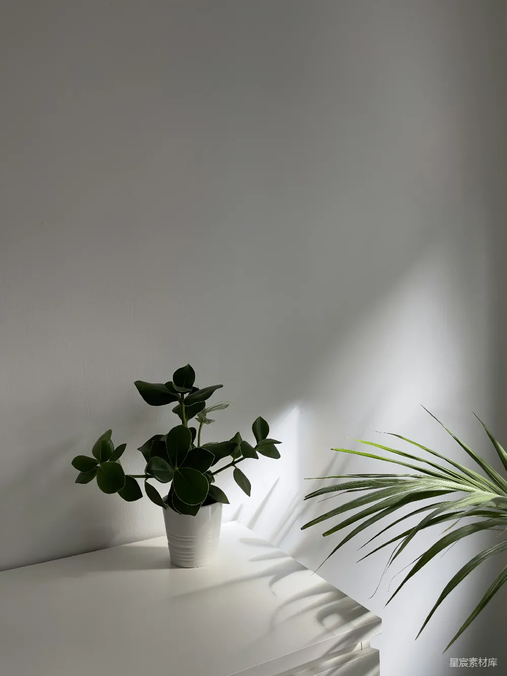高清摄影  一盆盆栽植物放在白色桌子上。