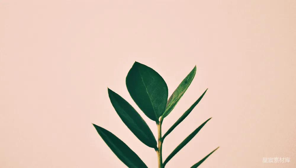 高清摄影  白底上的绿叶